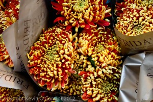 Spectacular mums at Bologna, Italy market