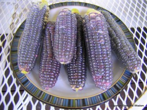 blue heirloom corn