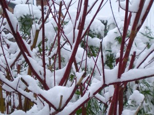 shrubs with red stems