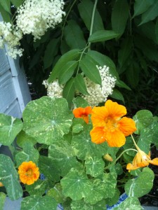 edible flowers