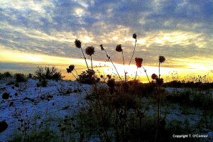 wild flowers at sunset show beauty of winter garden