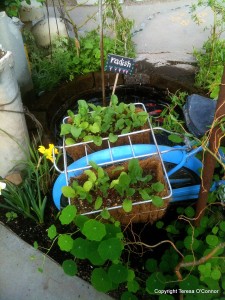 radish plants in bike baskets