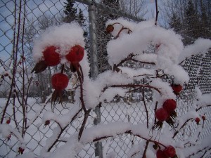 Rose hips are high in vitamin C and pretty in winter garden