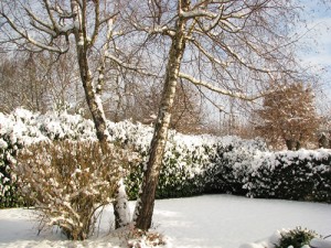 add structure to your winter garden with trees and shrubs