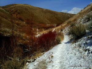 dogwood in Idaho foothills make nice winter garden