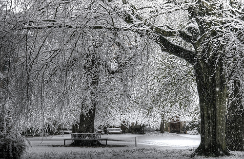 Eight Easy Steps to a Wonderful Winter Garden