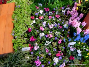 mixed flowers 