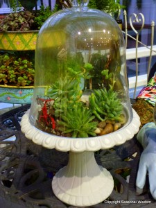 growing plants in terrariums