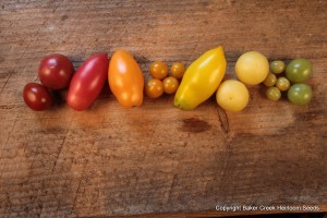 red, yellow and orange varieties