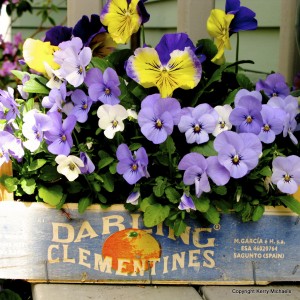 Clever container with flowers in clementine box