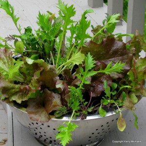 clever way to grow salad greens