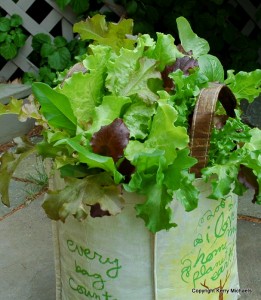 Plant salad greens in shopping bag