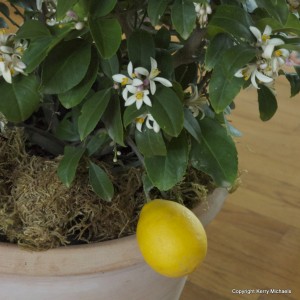 grow lemons indoors