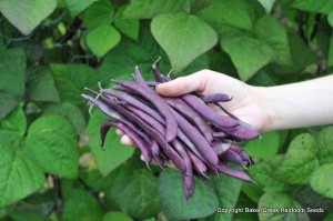 heirloom vegetables