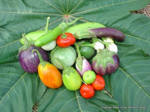 heirloom eggplants in different colors and shapes