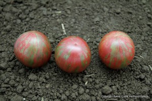 striped heirloom tomato