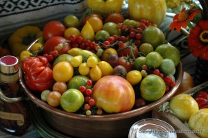 tomatoes in different colors, sizes and shpaes