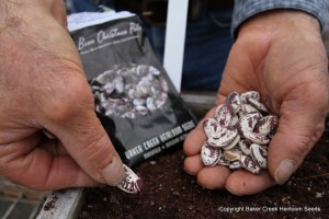 heirloom seeds