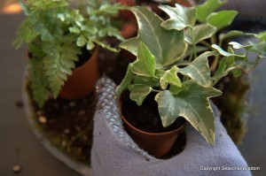 Ivy and ferns planted