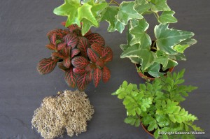 ivy, ferns, Hypoestes