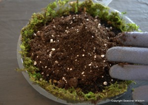 potting soil 