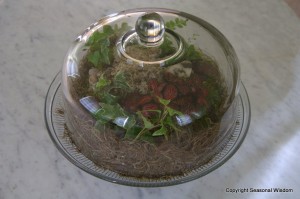 Enviro-Cake Terrarium