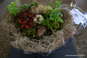 plants, moss and rocks in terrarium