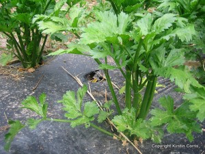 growing celery