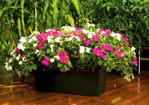 shade-loving flowers in containers