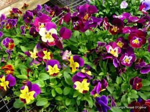 Post image for Recipe: Strawberry Semifreddo with Edible Pansies