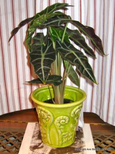 Healthy indoor plant