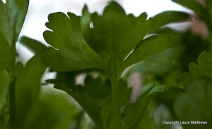 celery leaves