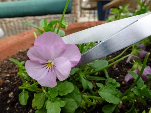 pansy flowers