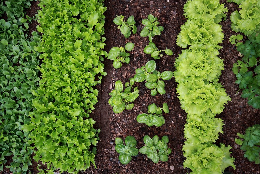Six Sources of Free Gardening Info