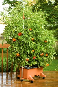 Small space tomato garden