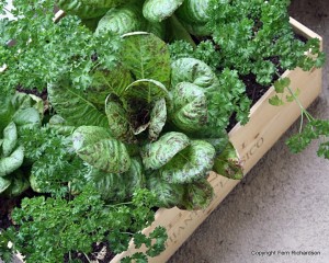 small space garden