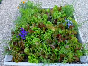 salad garden bed