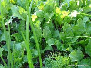 eco-friendly ways to grow food