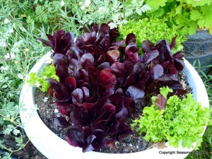 'Sea of red' lettuce and herbs