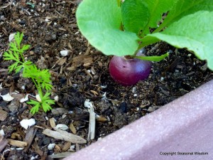 'French Market' carrot planted with 'Purple Plum' radish.