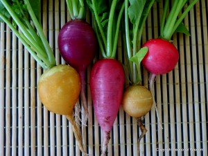 heirloom radishes