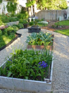 raised beds and vegetables with edible flowers