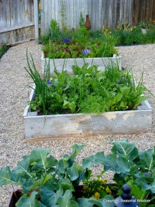 raised beds surrounded by pea gravel