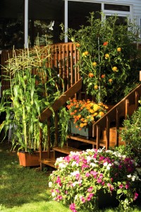 small space vegetable garden