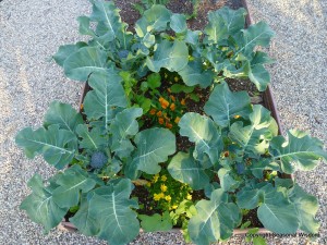 companion planting