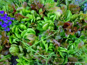 gourmet salad fixings