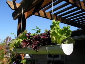 diy hanging garden design