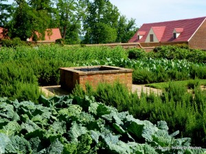 vegetables and herbs at colonial-era potager