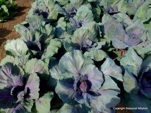 vegetable garden
