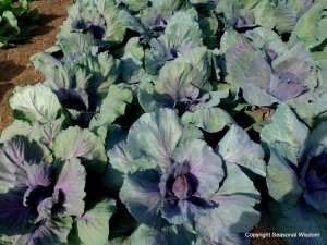 vegetable garden